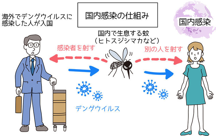 マカオでのデング熱感染急増：2024年の状況と輸入事例の分析