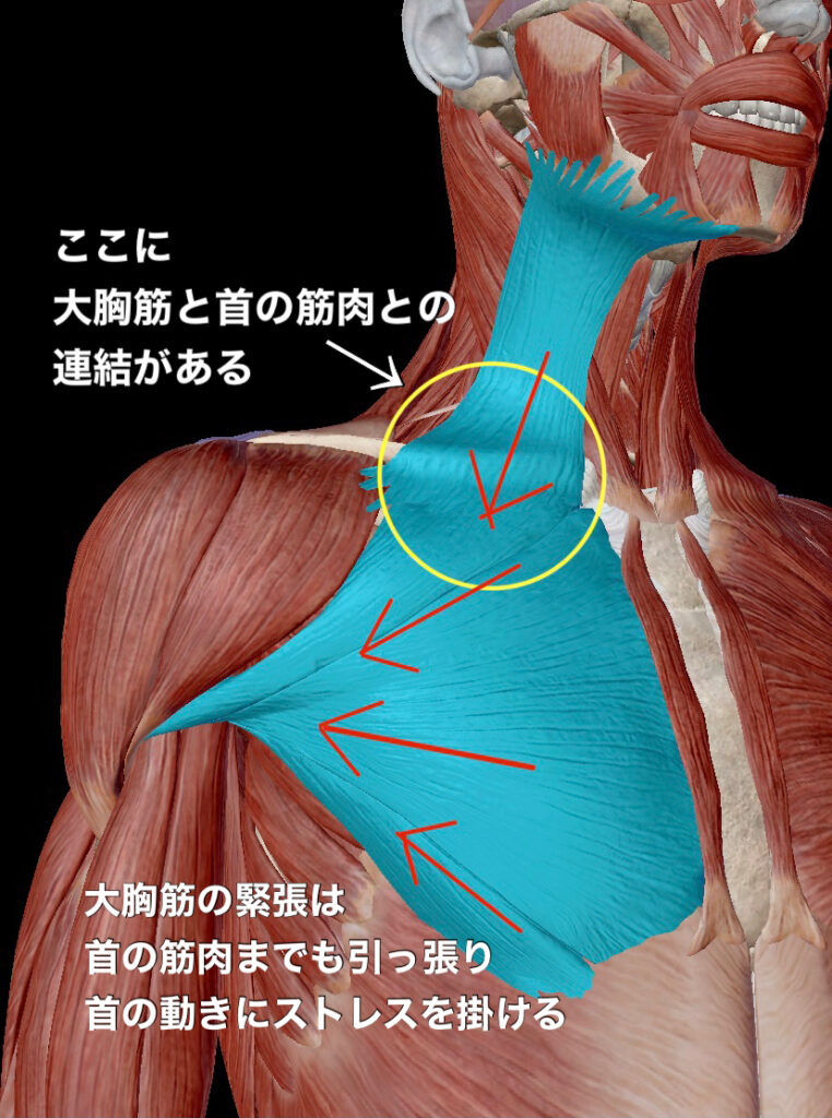 理学療法士とのコラボ！健康ストレッチ枕が話題を集める