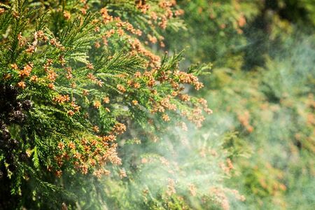 今年の花粉飛散予想：西日本での影響と注意すべき点