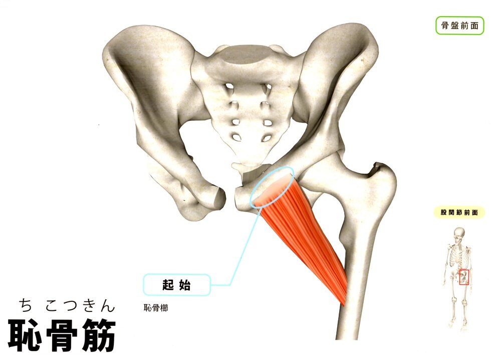 股関節の痛みを軽減する方法：薬剤師が教える4つの対処法