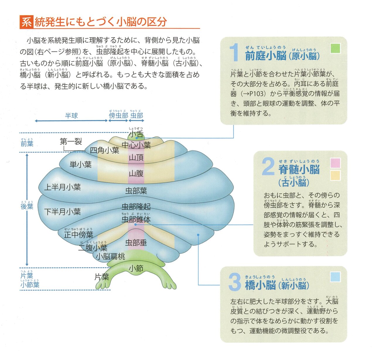 小脳の驚くべき秘密: 最新の科学的発見から学ぶ運動制御のメカニズム