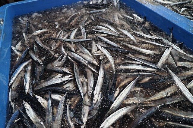 サンマを極める！秋の味覚を最大限に楽しむ方法