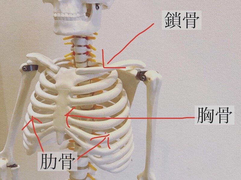 ストレッチとブリッジで叶える理想のくびれ：50㎝ウエストへの道
