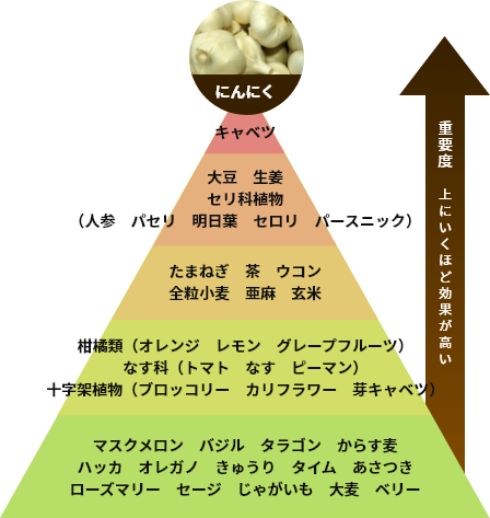 にんにく注射が脳機能や抗がん効果にも効果的な理由とは？