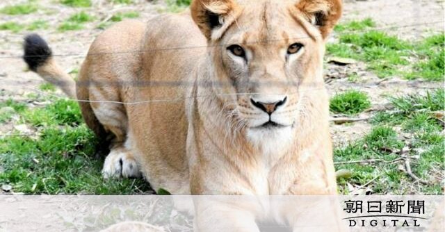 46歳での突然の別れ - NHK「きょうの料理」での活躍とその影響