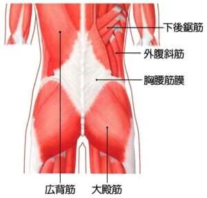 脊柱起立筋のケアで腰痛知らずの生活を手に入れよう