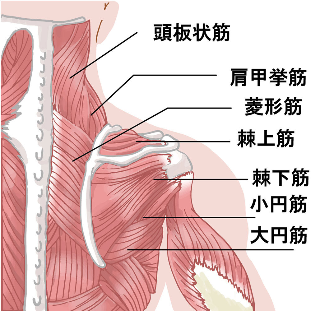 筋トレ理論から見るプロ野球投手の身体ケア法