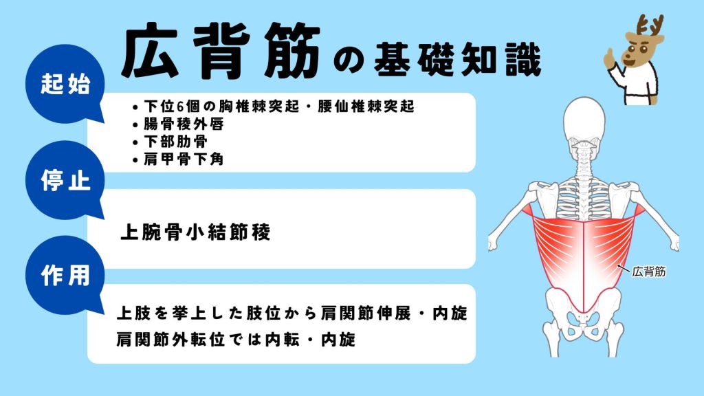 脊柱起立筋の役割を理解しよう！正しいケア方法で姿勢を改善しよう