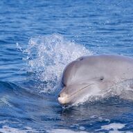 「不眠に悩む人に試してほしい牛乳の飲み方【医師が解説】」