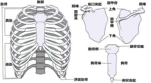 AED講習が救った命：田中史朗さんから学ぶ心停止への備え