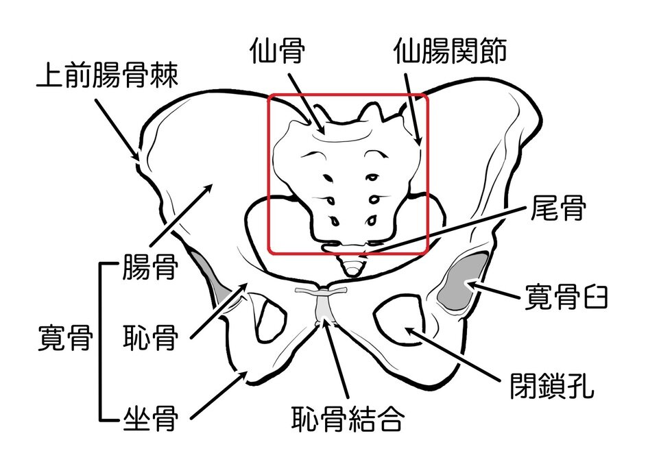 骨盤の動きが重要！体幹の力を脚に伝えるメソッドとは？