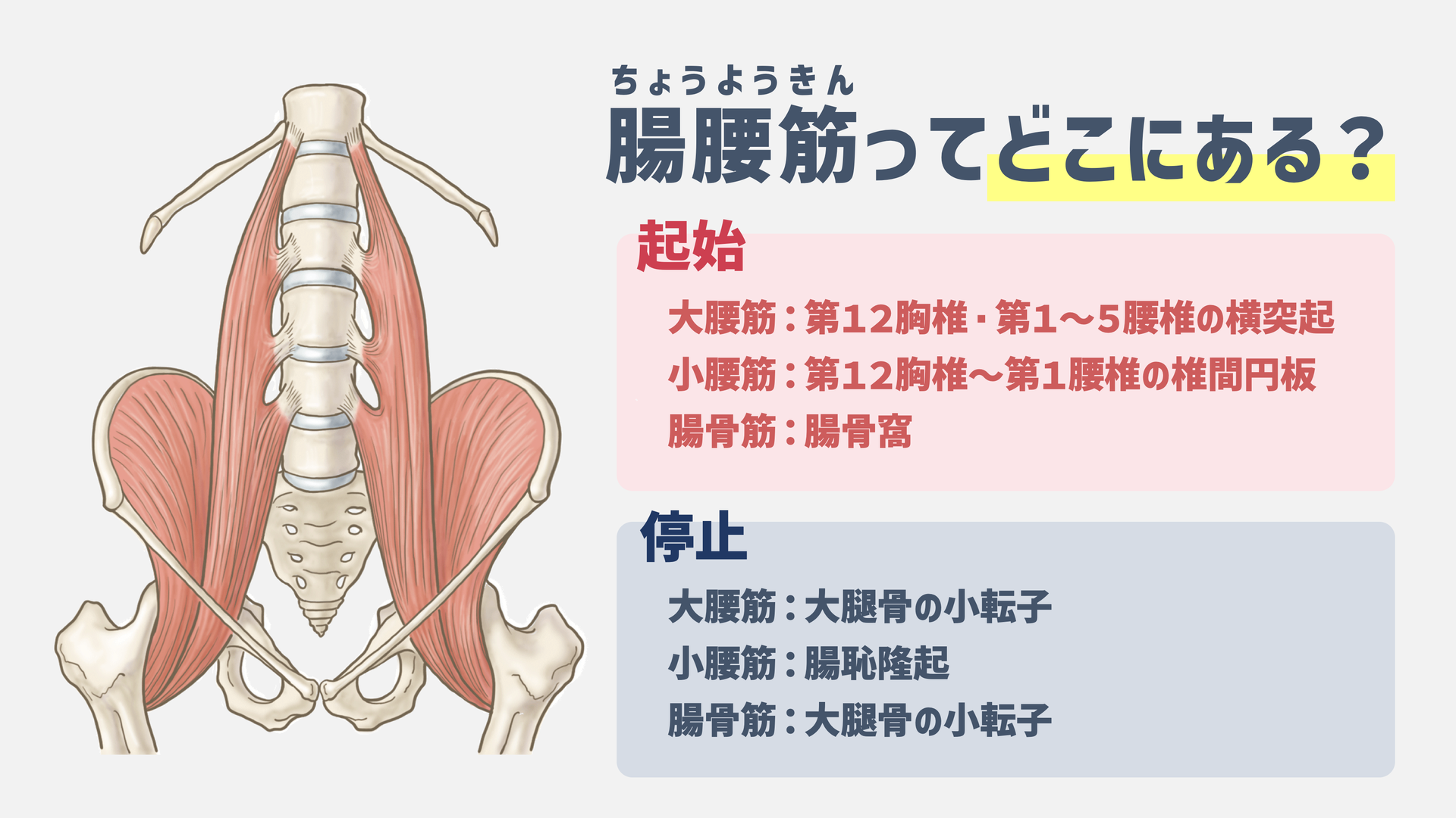 腸腰筋トレで股関節の可動域を広げる！簡単エクササイズガイド