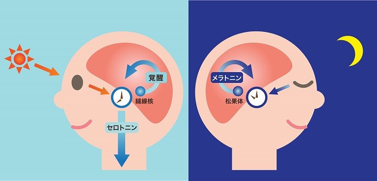 40代・50代のための朝の習慣：激変するライフスタイルの秘密