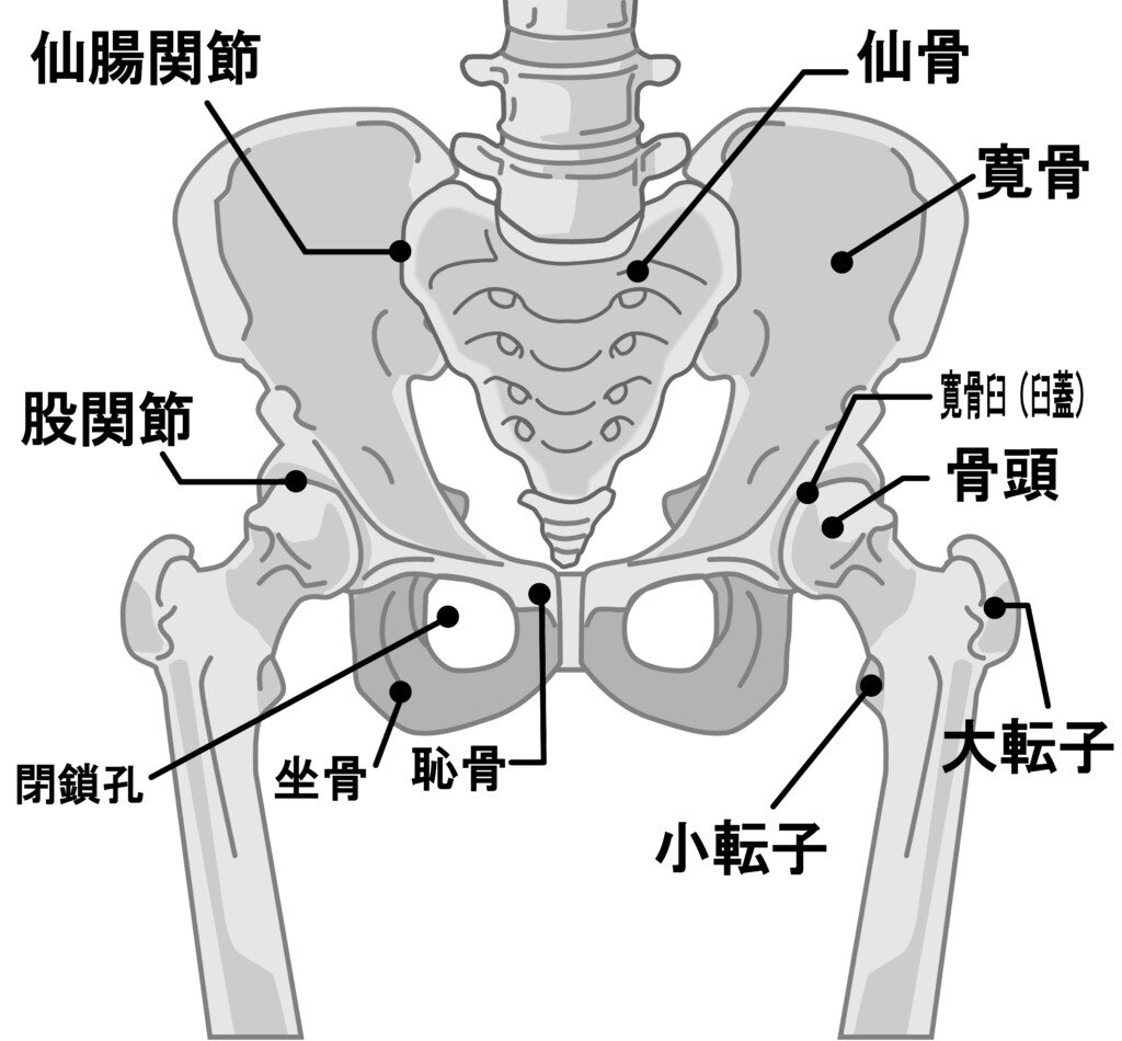 体幹力を引き出す！骨盤の動かし方とその効果