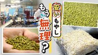 ブロッコリーの魅力再発見：健康効果と簡単レシピを徹底解説