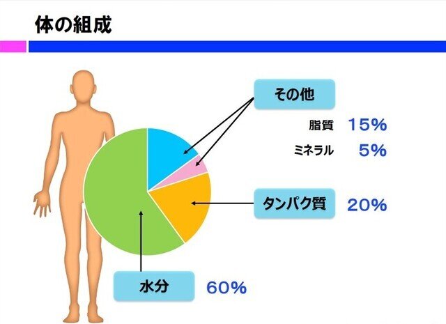 腸の健康とたんぱく質: 内視鏡専門医が語る新たな視点