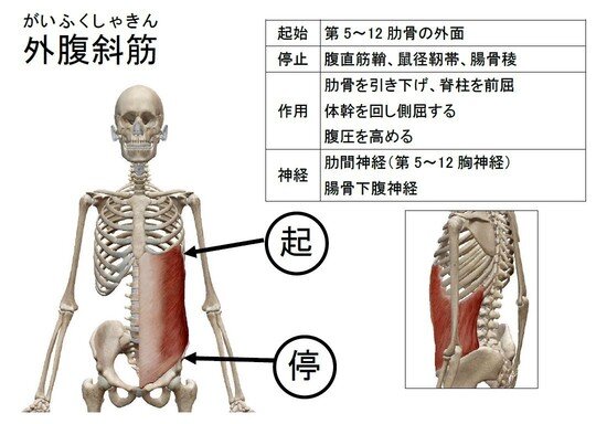 運動復帰に役立つ！簡単にできる腹筋強化の習慣とは？