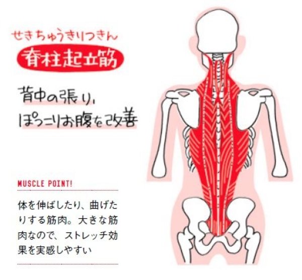 筋肉の緊張を解消！30秒でできる背中ストレッチの効果とは