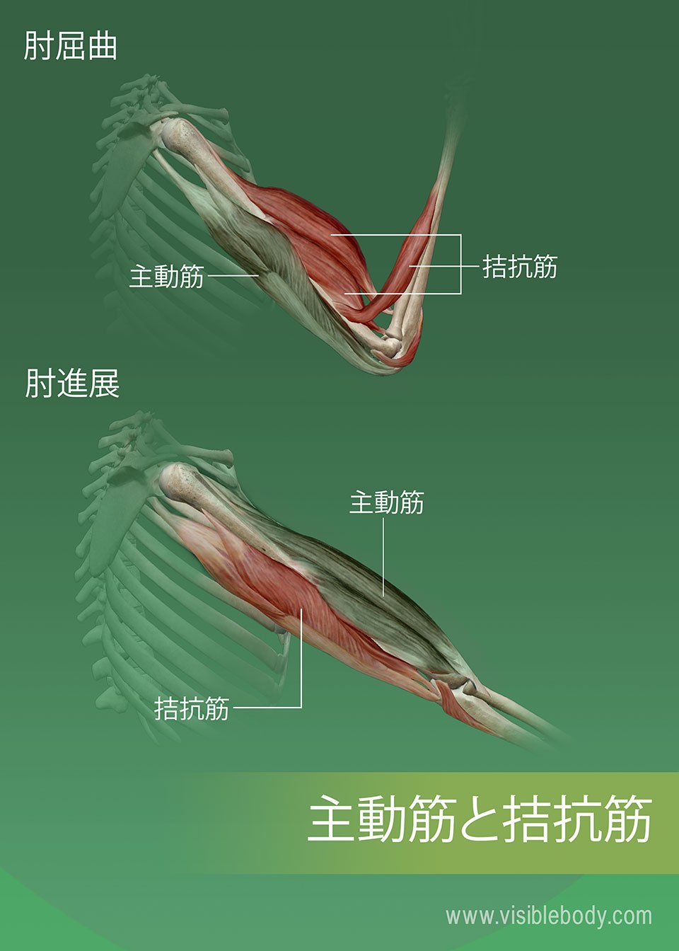 細胞内輸送の謎に迫る！筋収縮とエネルギー変換の新発見