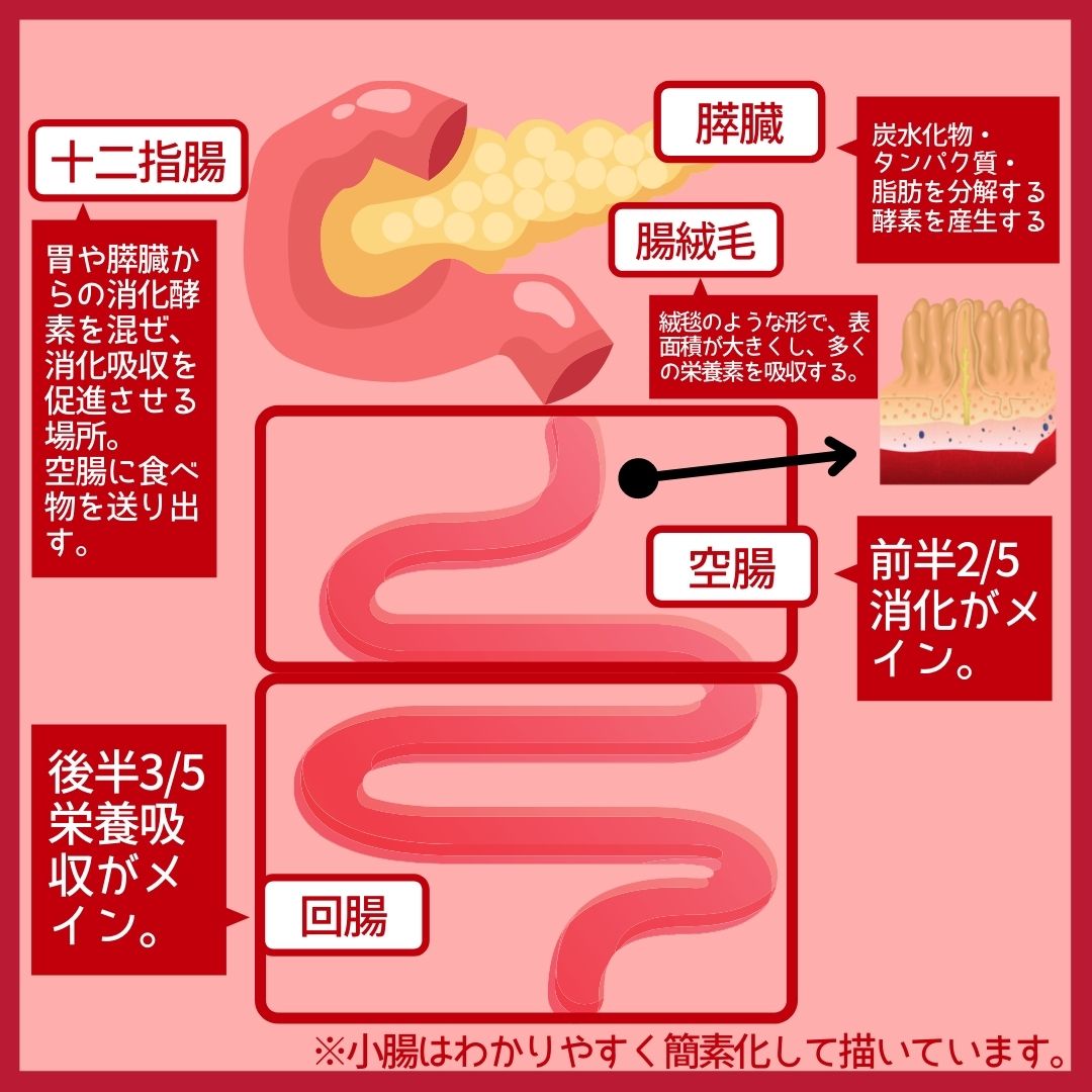 腸内環境を整えるファスティング：正しい方法と健康効果
