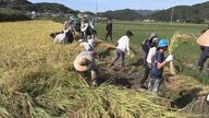 「暑さの中で極早生品種の稲を収穫！山形・小国の農家が今年初の稲刈りに挑む」
