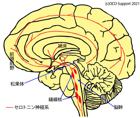 カズレーザーが解明！運動と脳内麻薬の関係