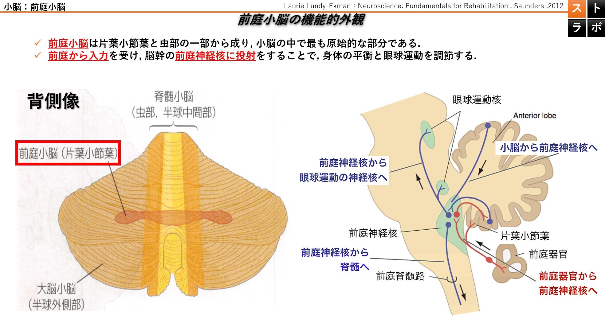 小脳の機能と人工デバイスが切り拓く未来の運動制御