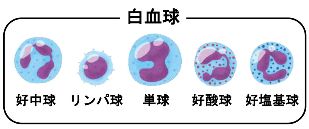 「アンナチュラル」から学ぶ！法医解剖医と臨床検査技師の密接な関係