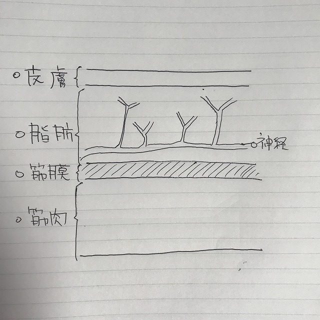 末梢神経保護の最前線：大阪市立大学が提案する『自然癒着法』の全貌