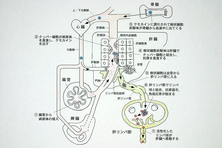 HIV治療の新たな展望：ヒトの防御機構と新しいアプローチ