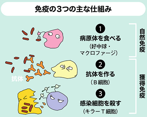 笑いがもたらす健康効果：感染症・認知症予防の新たな視点