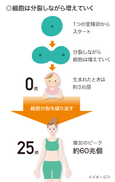 アリの社会性：単独行動の限界とその理由