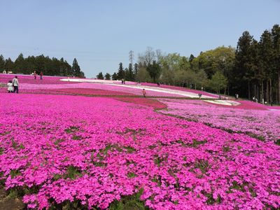 芝桜２