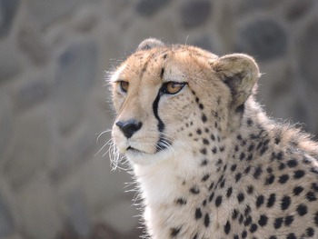 wildlife-3224163_960_720