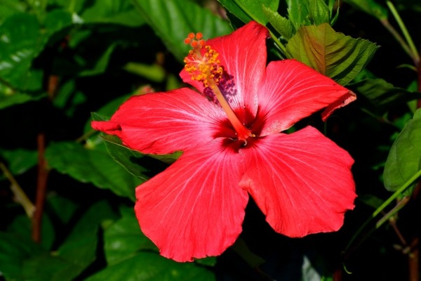 hibiscus-flower-155706700756c