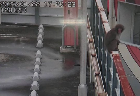 三重県のパチンコ店「キング観光サウザンド鈴鹿店」の駐車場にサルが出没…到着前に逃走か