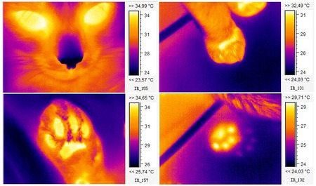 Cold_nose,_warm_touch_-_Thermography_of_Cat