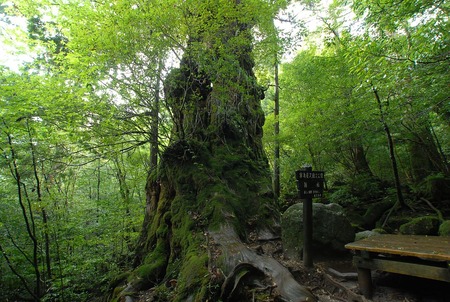 屋久島_-_panoramio_(29)