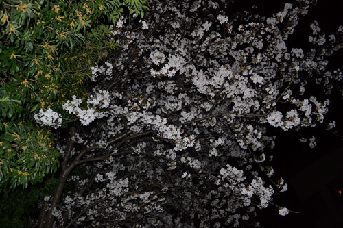 c850d51a