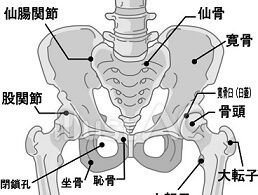 写真 骨盤 仙腸関節 下方をさらにカット (258x195)