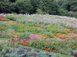 写真 里山ガーデン・旭区 2025.10 2 ◎? (300x224) 20251005_122802 -