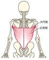 写真 筋肉 広背筋 大円筋 (100x121)