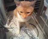 �������ء�