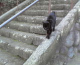 �������ϥ󥰥꡼����