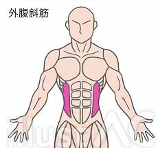 写真 筋肉 外腹斜筋 2 50%に縮小