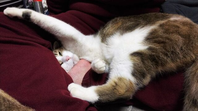 写真 ユニカイブ 猫のストレッチ