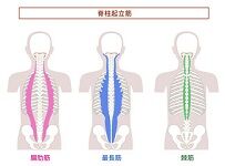 写真 筋肉 脊柱起立筋 1 (203x150)