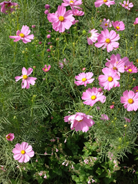 写真 里山ガーデン from M 2 (200x266) 1760339656788