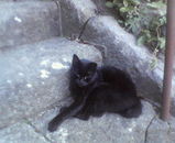 �������ϥ󥰥꡼����