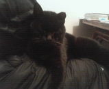 ¥¯¥íÀµÌÌ¡¦¹õ¥À¥¦¥ó